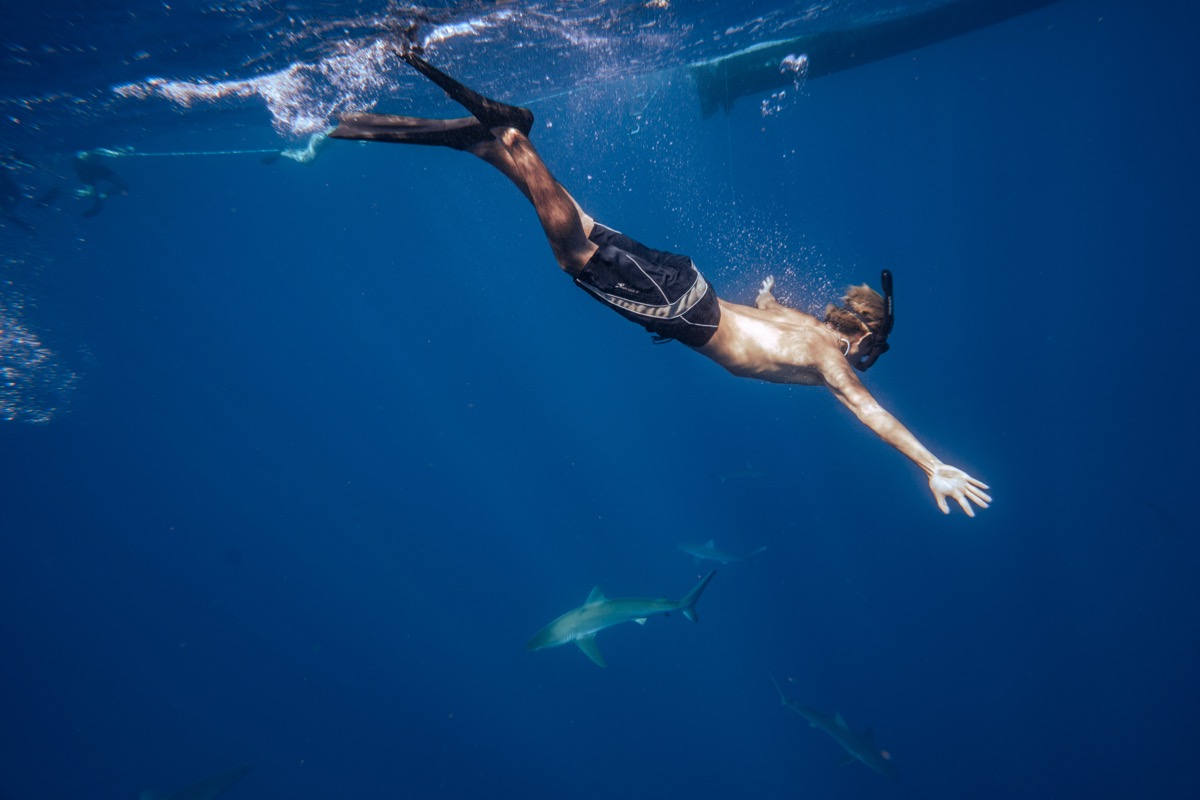 galapagos sharks can grow up to 12 feet